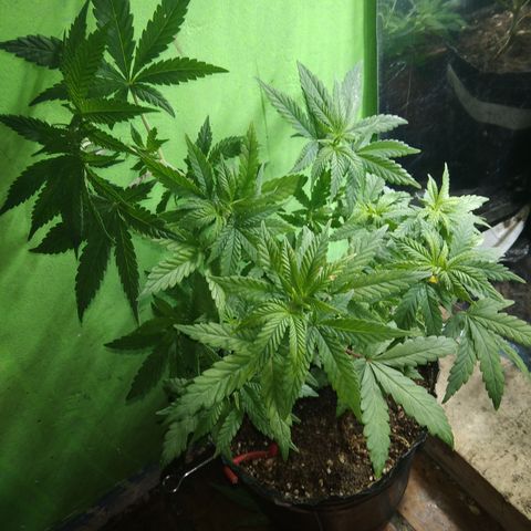 Orange Cake #2 growlog timeline photo