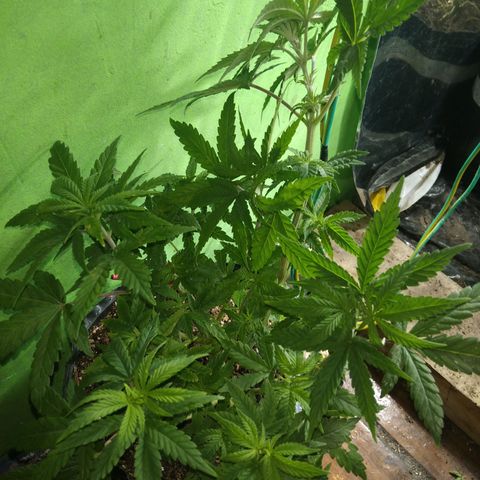 Orange Cake #2 growlog timeline photo