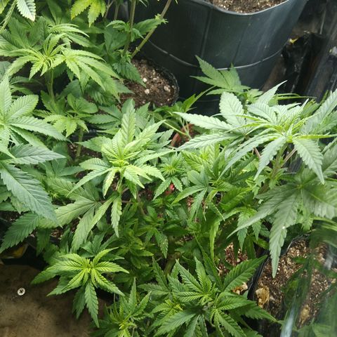 Orange Cake #2 growlog timeline photo