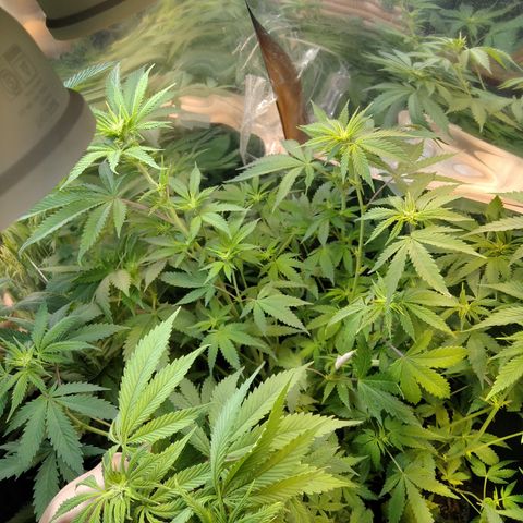 Runtz growlog timeline photo