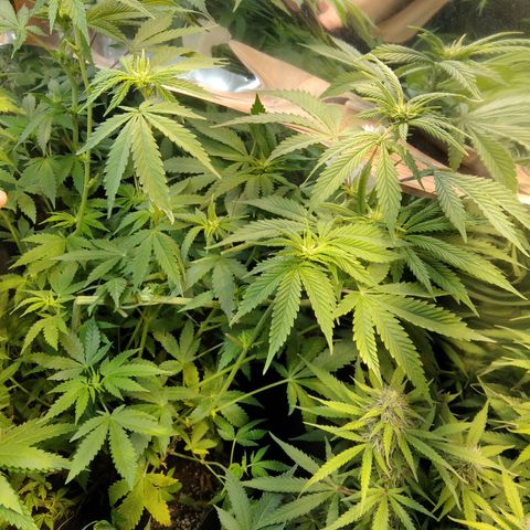 Runtz growlog timeline photo