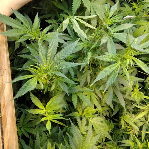 Hawaiann Snow growlog timeline photo