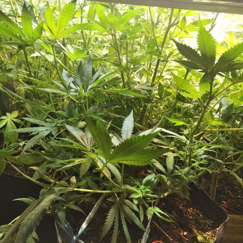 Hawaiann Snow growlog timeline photo
