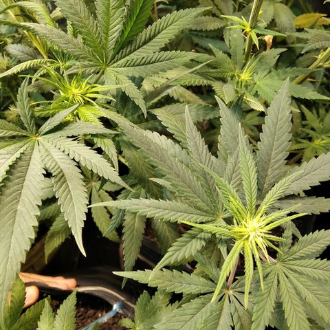 Orange Cake  #1 growlog timeline photo