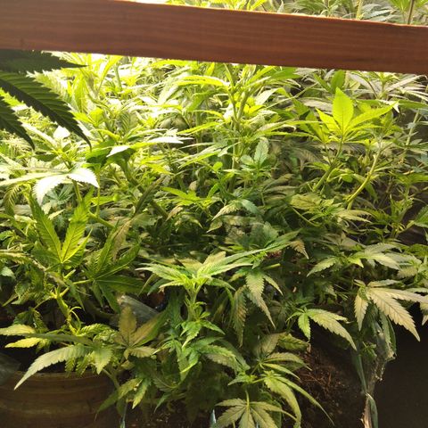 Ghost OG  growlog timeline photo