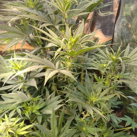 Orange Cake  #1 growlog timeline photo