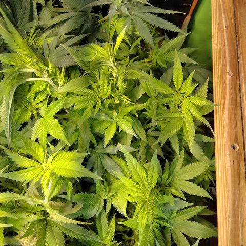 Ghost OG  growlog timeline photo