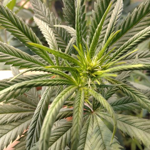 Orange Cake  #1 growlog timeline photo