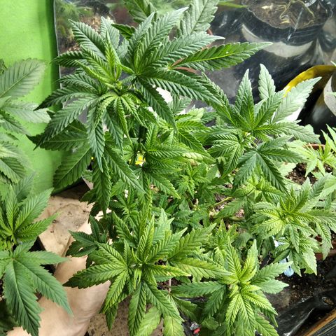 Orange Cake #2 growlog timeline photo