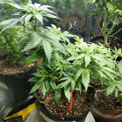 Orange Cake #2 growlog timeline photo