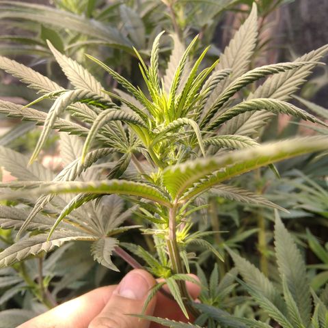 Orange Cake  #1 growlog timeline photo