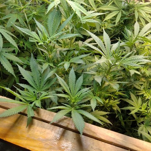 Hawaiann Snow growlog photo: Beautiful