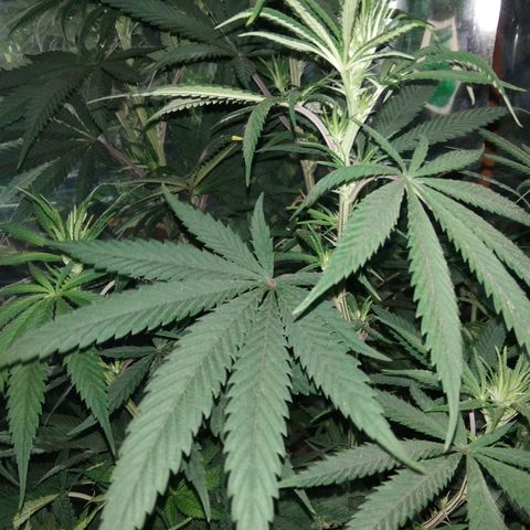 Orange Cake  #1 growlog timeline photo