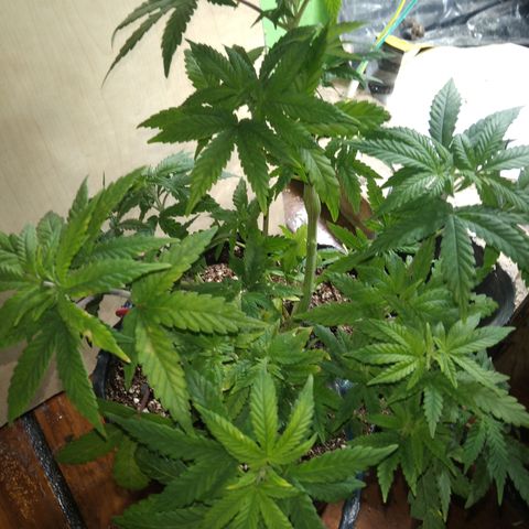 Orange Cake #2 growlog timeline photo