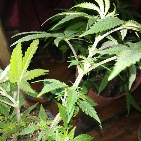 Orange Cake #2 growlog timeline photo