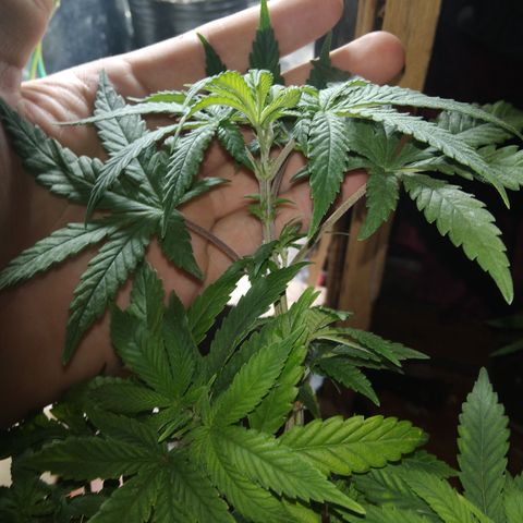 Orange Cake #2 growlog timeline photo