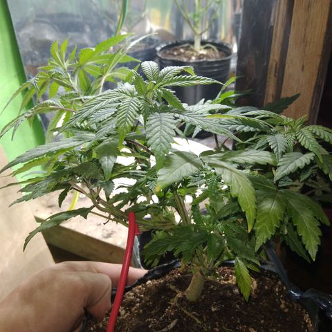 Orange Cake #2 growlog timeline photo