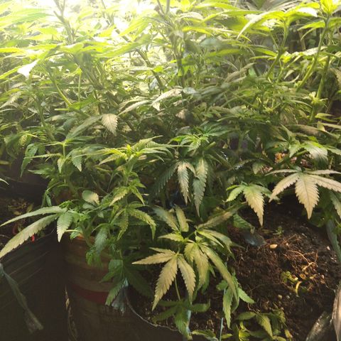 Ghost OG  growlog timeline photo