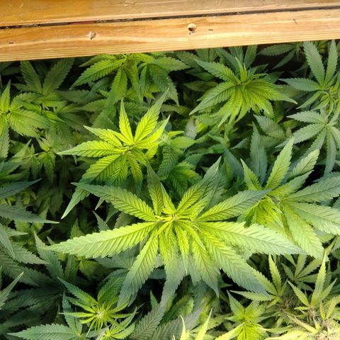 Ghost OG  growlog timeline photo