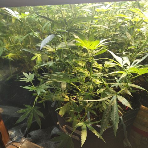 Hawaiann Snow growlog timeline photo