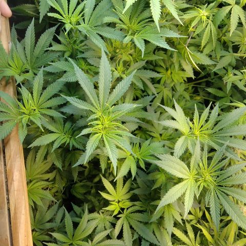 Hawaiann Snow growlog timeline photo