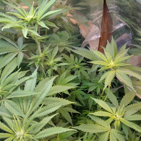 Runtz growlog timeline photo