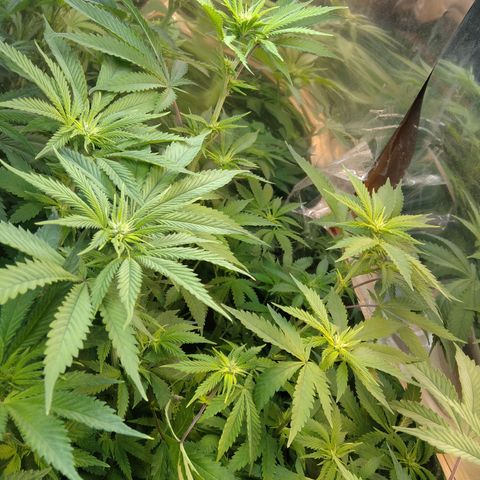 Runtz growlog timeline photo