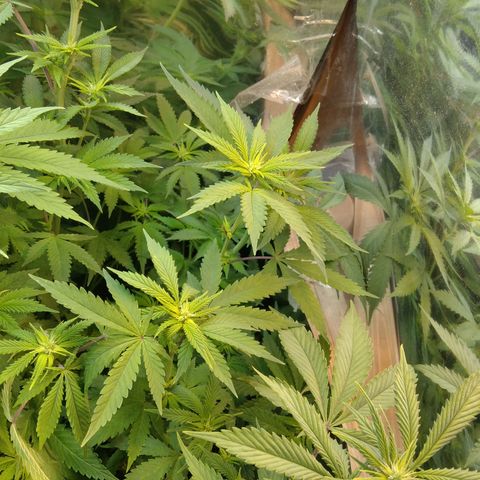 Runtz growlog timeline photo