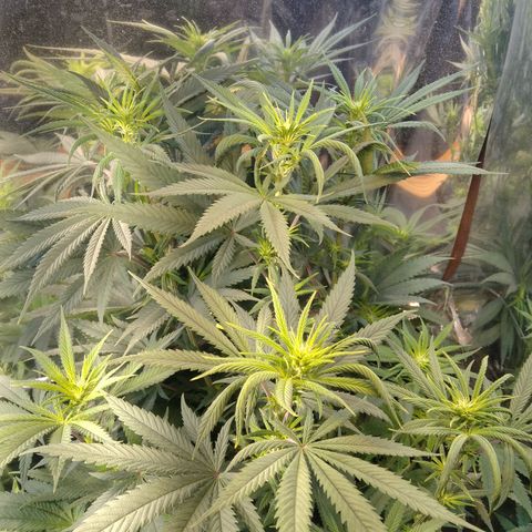 Orange Cake  #1 growlog timeline photo
