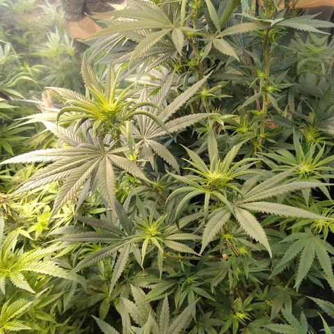 Orange Cake  #1 growlog timeline photo