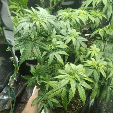 Orange Cake #2 growlog timeline photo