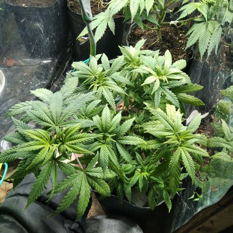 Orange Cake #2 growlog timeline photo