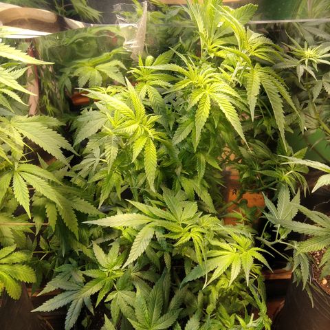 Ghost OG  growlog timeline photo