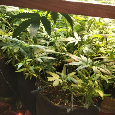 Ghost OG  growlog timeline photo