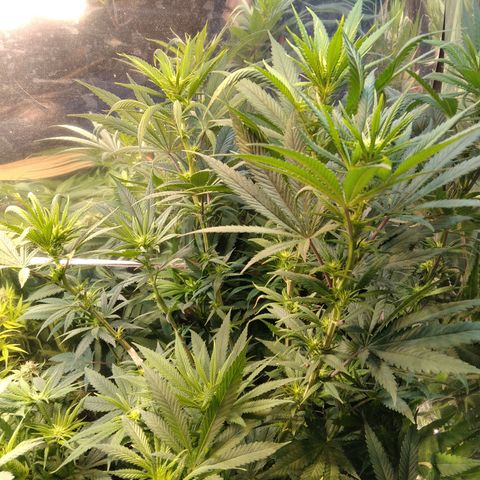 Orange Cake  #1 growlog photo: Sobre fertilización un poco, vamos a dejar que se recupere unos cuantos días sin fertilizante