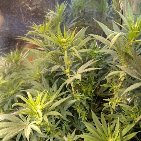 Orange Cake  #1 growlog photo: Sobre fertilización un poco, vamos a dejar que se recupere unos cuantos días sin fertilizante