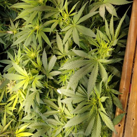 Hawaiann Snow growlog timeline photo