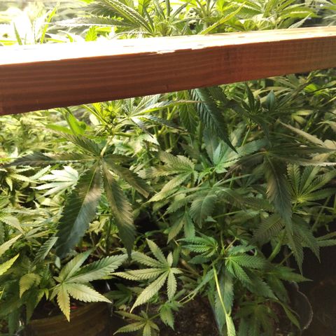 Hawaiann Snow growlog timeline photo