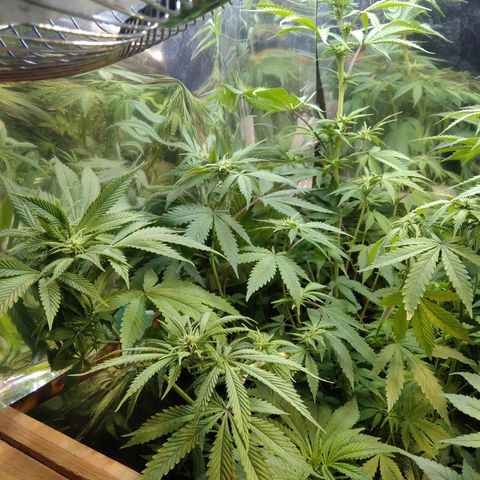 Runtz growlog timeline photo