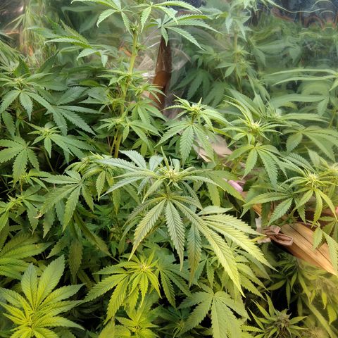 Runtz growlog timeline photo
