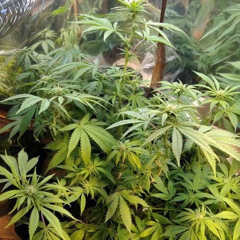Runtz growlog timeline photo