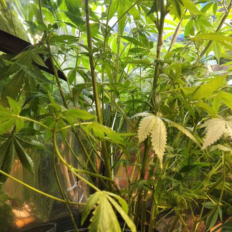 Runtz growlog timeline photo