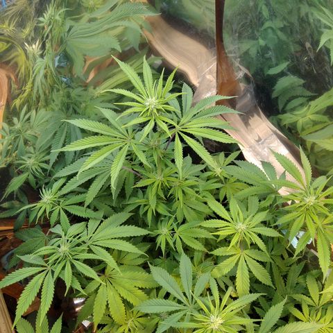 Runtz growlog timeline photo