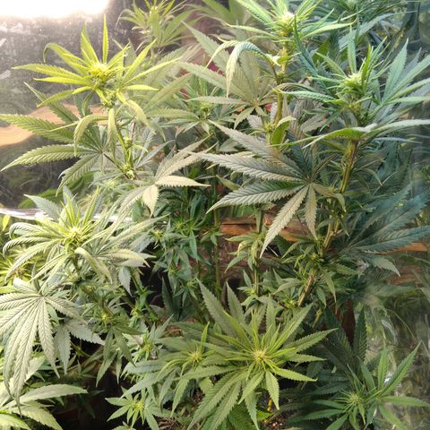 Orange Cake  #1 growlog timeline photo