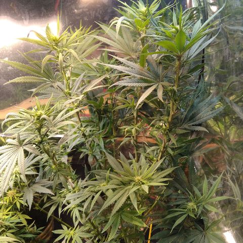 Orange Cake  #1 growlog timeline photo