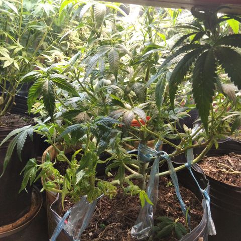 Ghost OG  growlog timeline photo