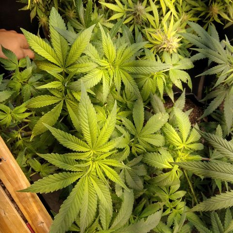 Ghost OG  growlog timeline photo