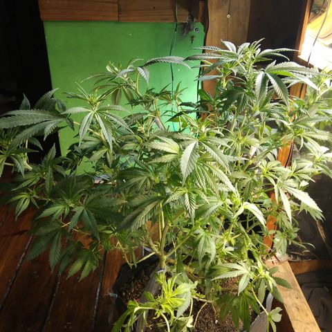 Hawaiann Snow growlog timeline photo