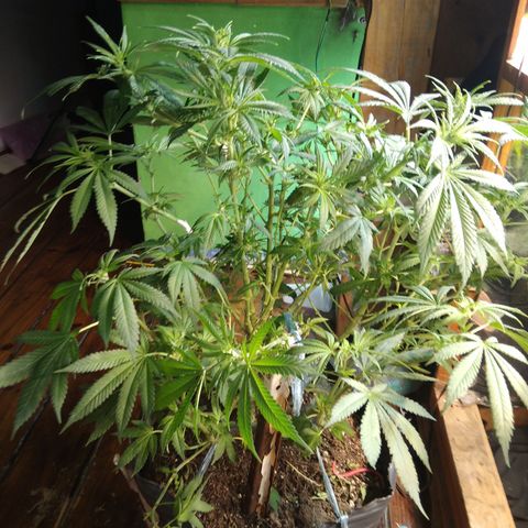 Hawaiann Snow growlog timeline photo