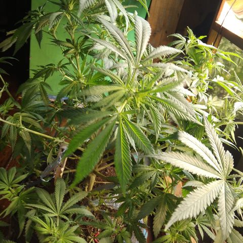 Hawaiann Snow growlog timeline photo